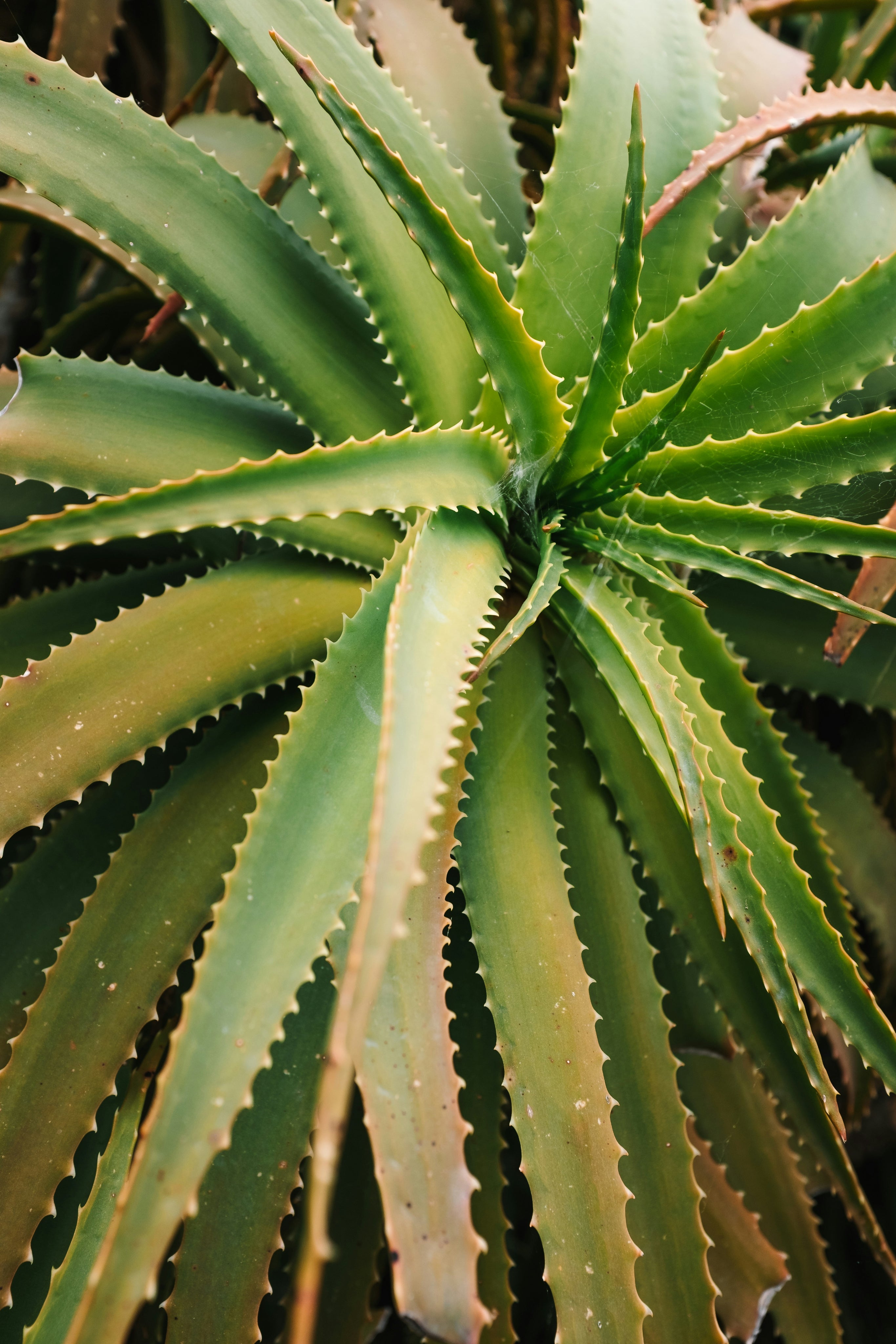 Aloe Vera