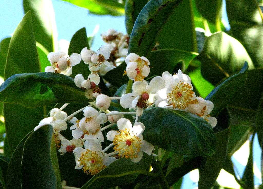 The Benefits of Tamanu and Rice Bran Oils