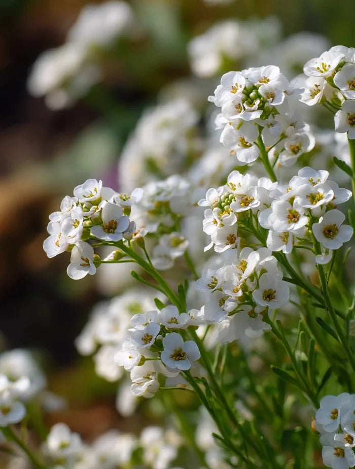 Brahmi