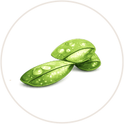 Pea Protein<br>isolate