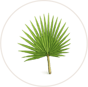 Vi spo<sup>TM</sup><br>Saw palmetto