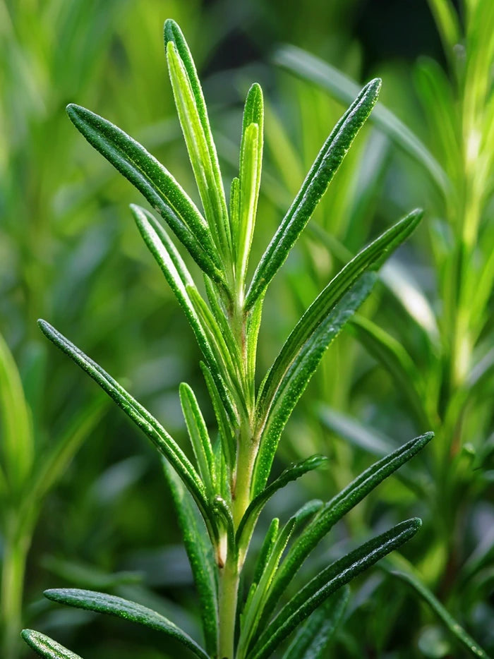 Rosemary Oil