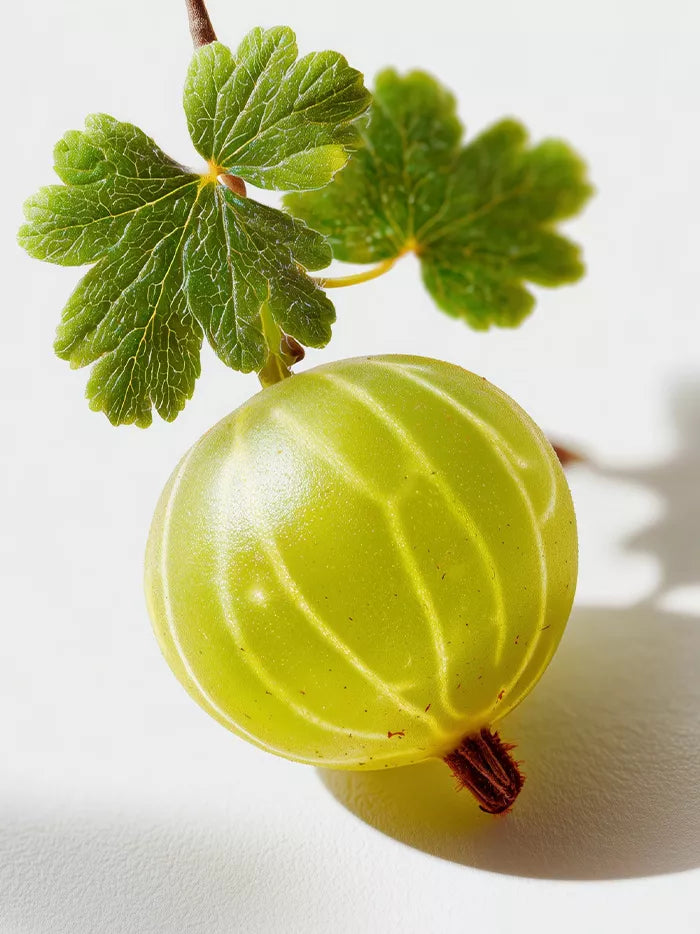 Virgin Amla