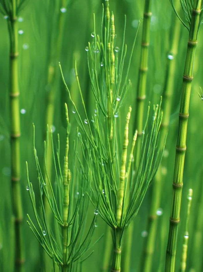 Horsetail Extract
