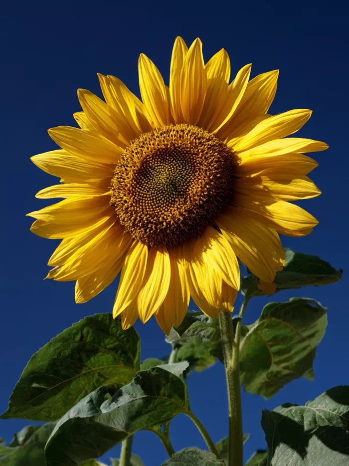 Sunflower Oil